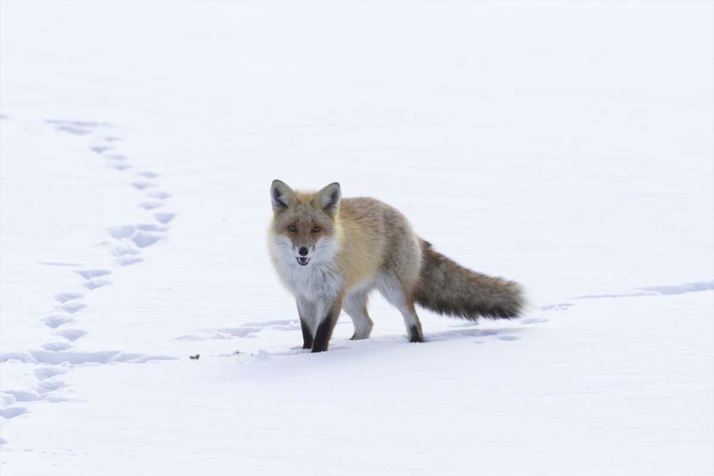 Japan, Hokkaido, Tsurui Red fox in a snowy field